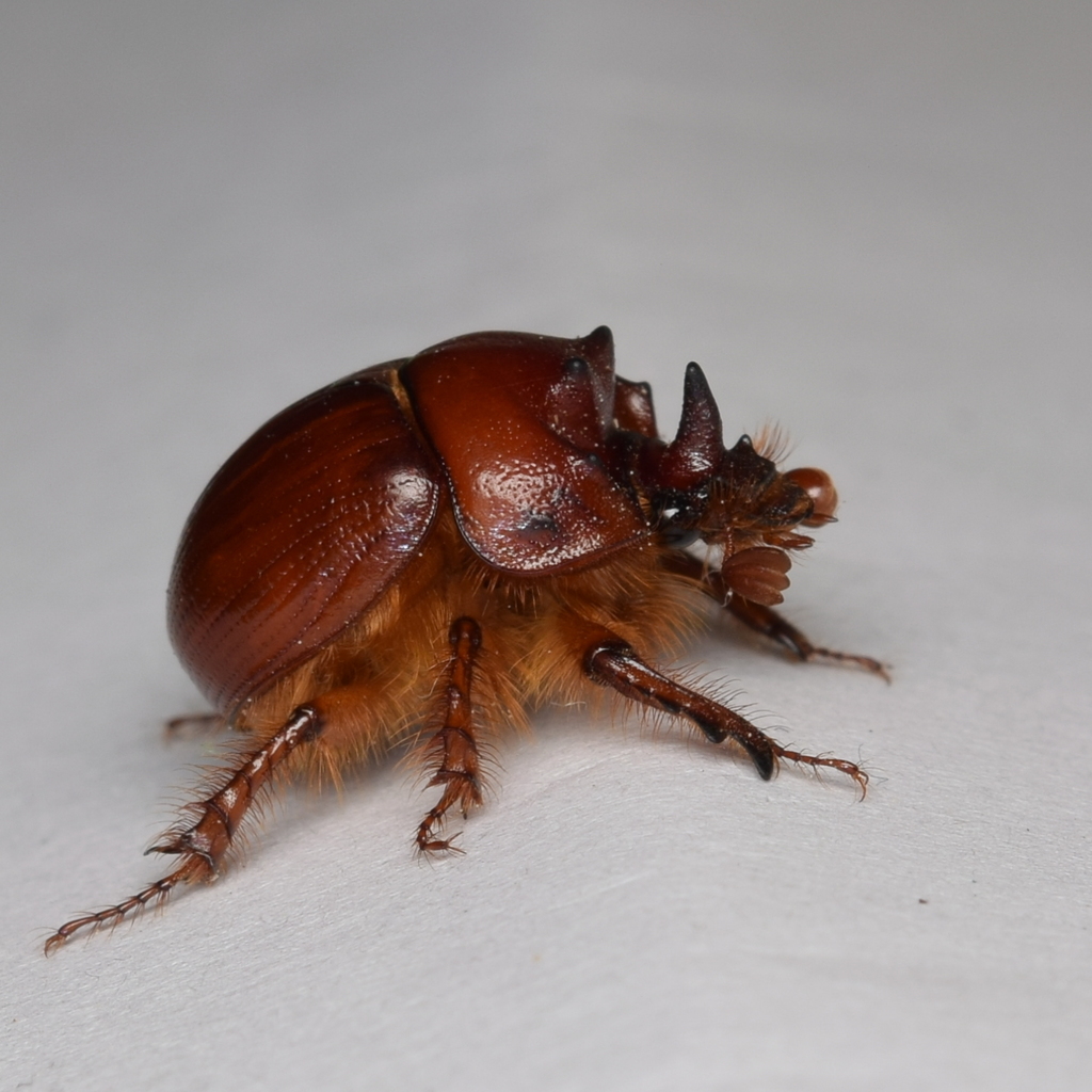 Bolbelasmus hornii