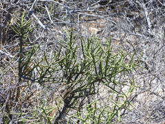 Koeberlinia spinosa