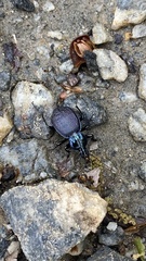 Sphaeroderus