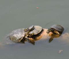 Trachemys venusta venusta