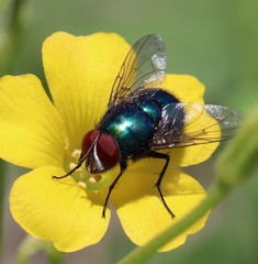 Calliphoridae