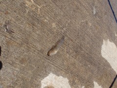 Bathygobius krefftii