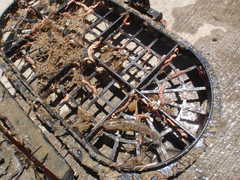 Bathygobius krefftii