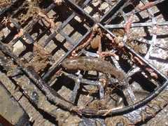 Bathygobius krefftii