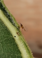 Aphididae