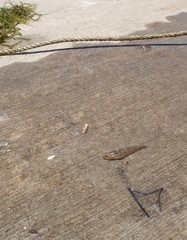 Bathygobius krefftii