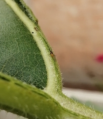 Aphididae