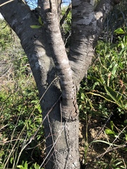 Persoonia cornifolia