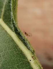 Aphididae