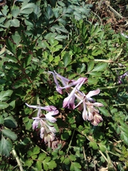 Corydalis edulis