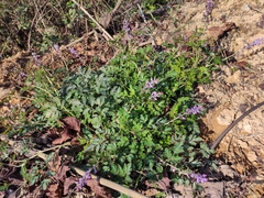 Corydalis edulis