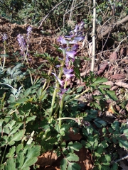 Corydalis edulis