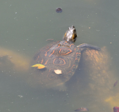 Trachemys venusta venusta
