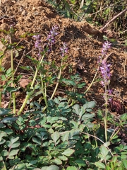 Corydalis edulis