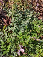 Corydalis edulis
