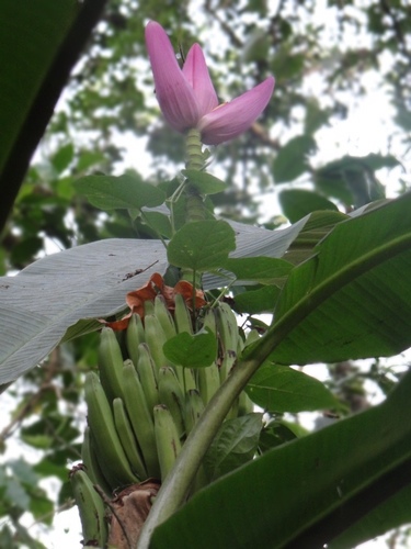 Flowering Banana