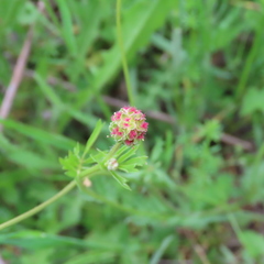 Sanguisorba verrucosa