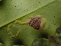 Phytomyza ilicis