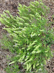Yeatesia platystegia