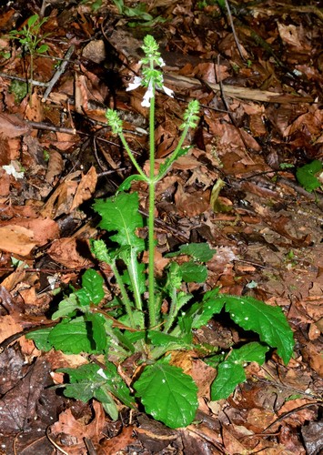 Lyreleaf sage
