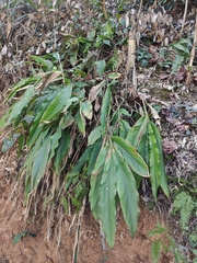 Alpinia japonica