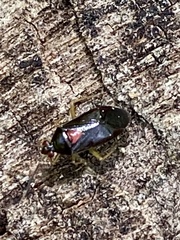 Metriorrhynchomiris fallax