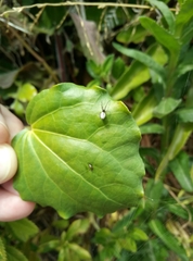 Argyrodes antipodianus