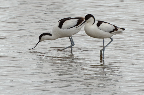 Avoceta común (Recurvirostra avosetta)