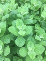 Mentha × rotundifolia