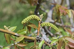 Juglans regia