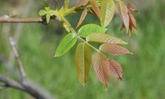 Juglans regia