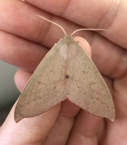 Arhodia lasiocamparia