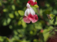 Halictus