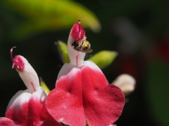 Halictus