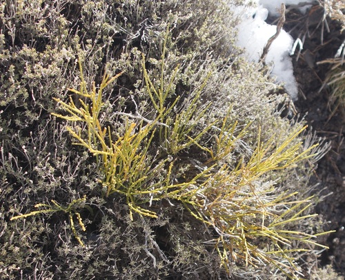 Cytisus balansae, photograph 2