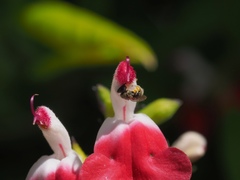 Halictus