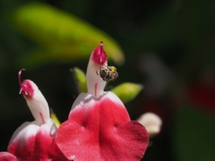 Halictus