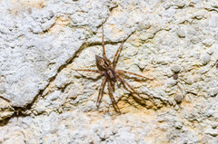 Liocranum