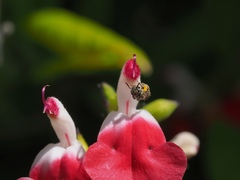 Halictus