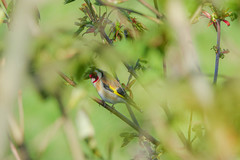 Carduelis carduelis