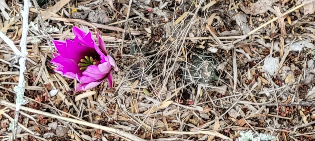 Echinocereus berlandieri, Harlingen, TX, USA