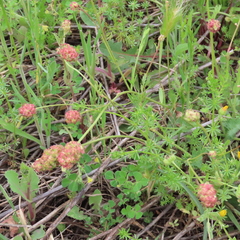 Sanguisorba verrucosa