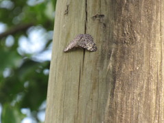 Hamadryas feronia