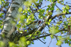 Carduelis carduelis