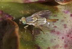 Terellia fuscicornis