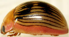 Paropsisterna variabilis