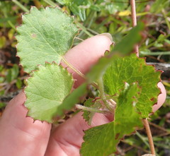 Centella eriantha