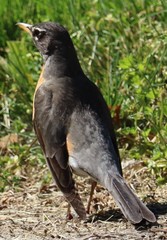 Turdus migratorius