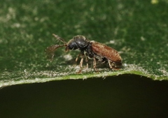 Ptilinus