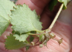 Centella eriantha